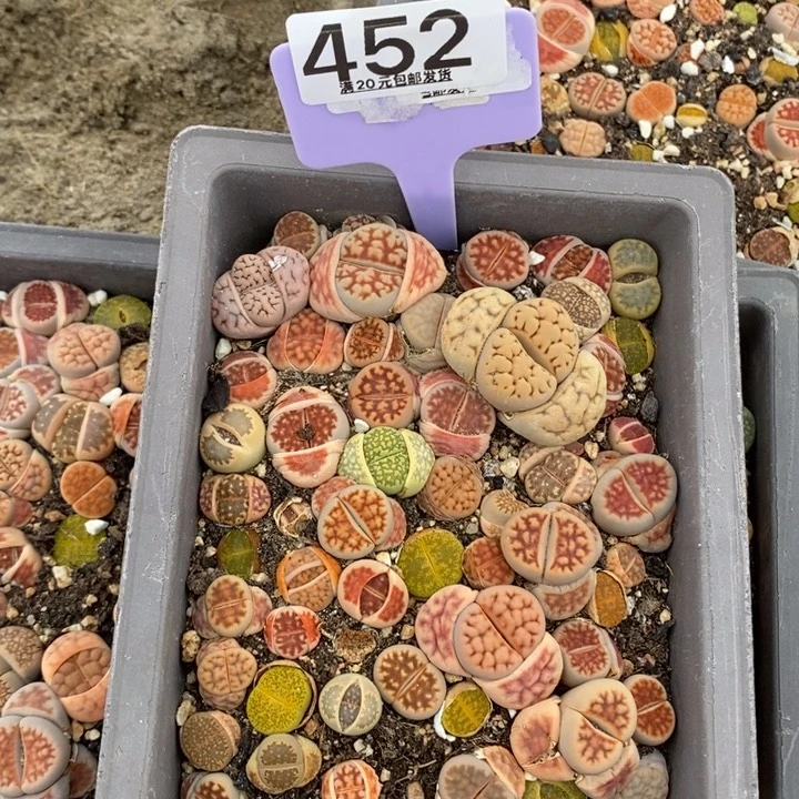 d****娜生石花小苗长452