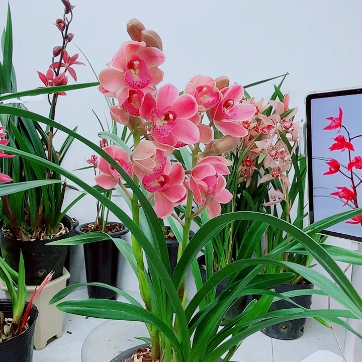 秋榜粉蝶飞舞4苗2花开花的