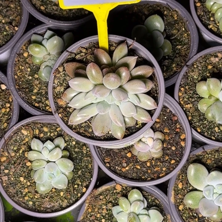 瑋***i多肉植物海豚体哥特缀945