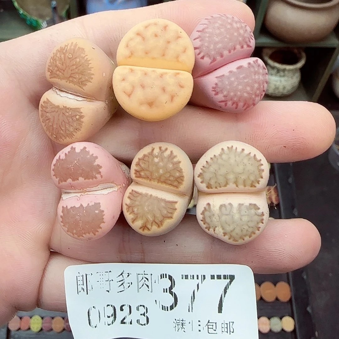 满满18包邮0923-378