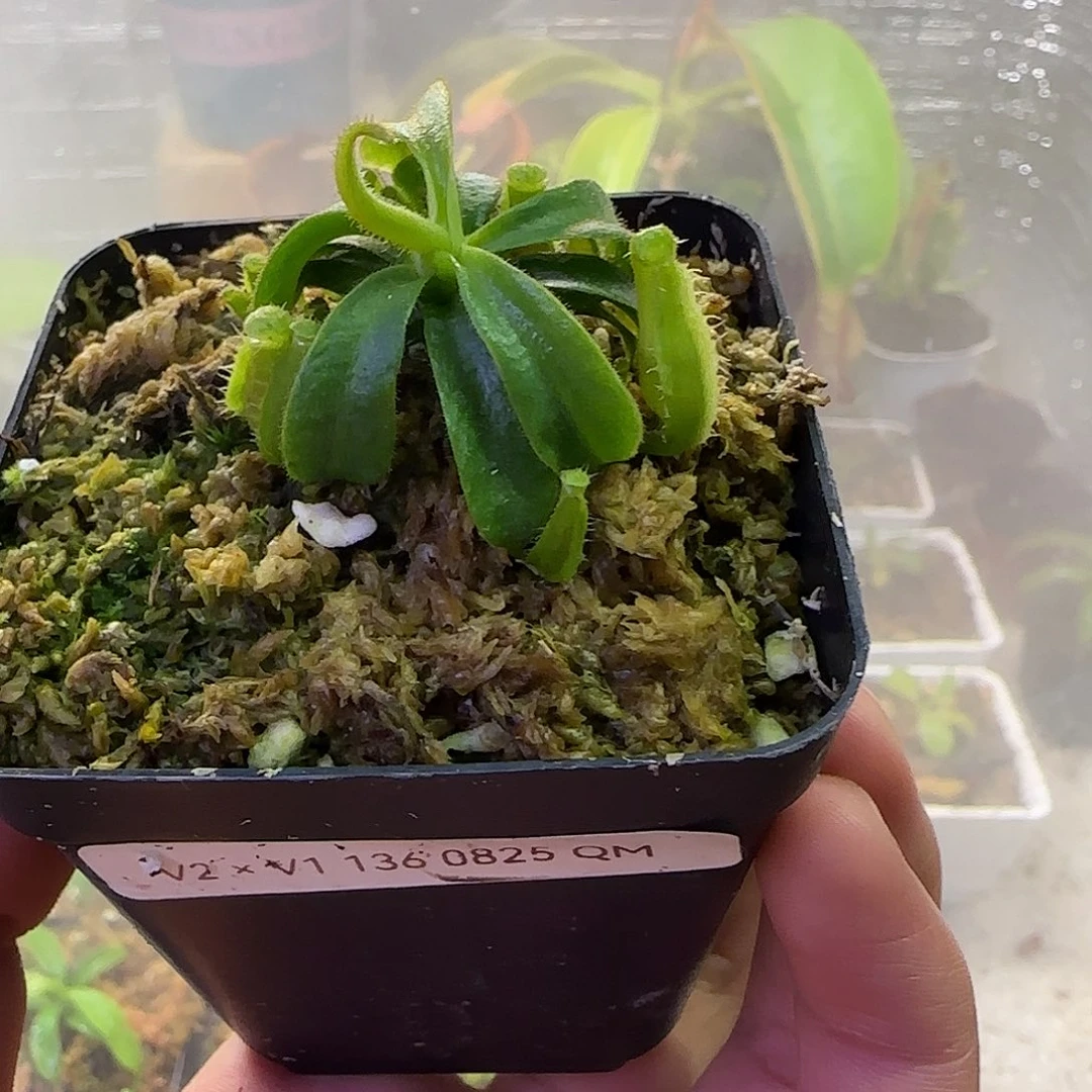 无花朵专拍CD✖️徐脑袋