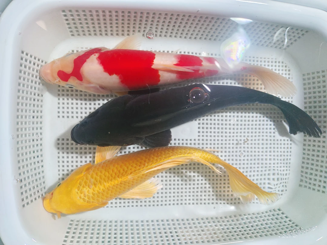 【15-18】黄金1黑金1红白1共三条锦鲤冷水观赏鱼好养耐活