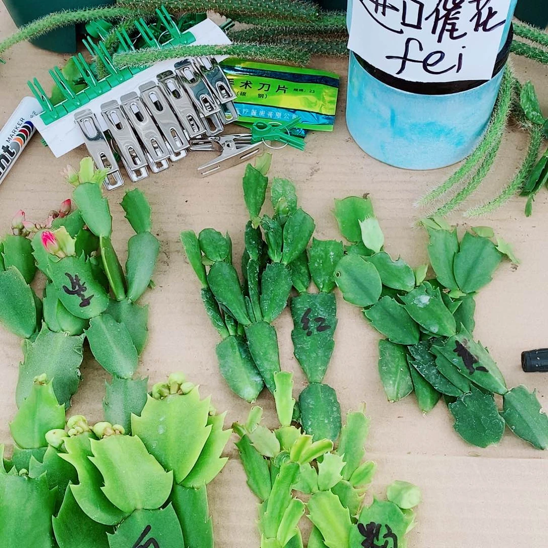 长***江无花朵叶片福利一物一拍