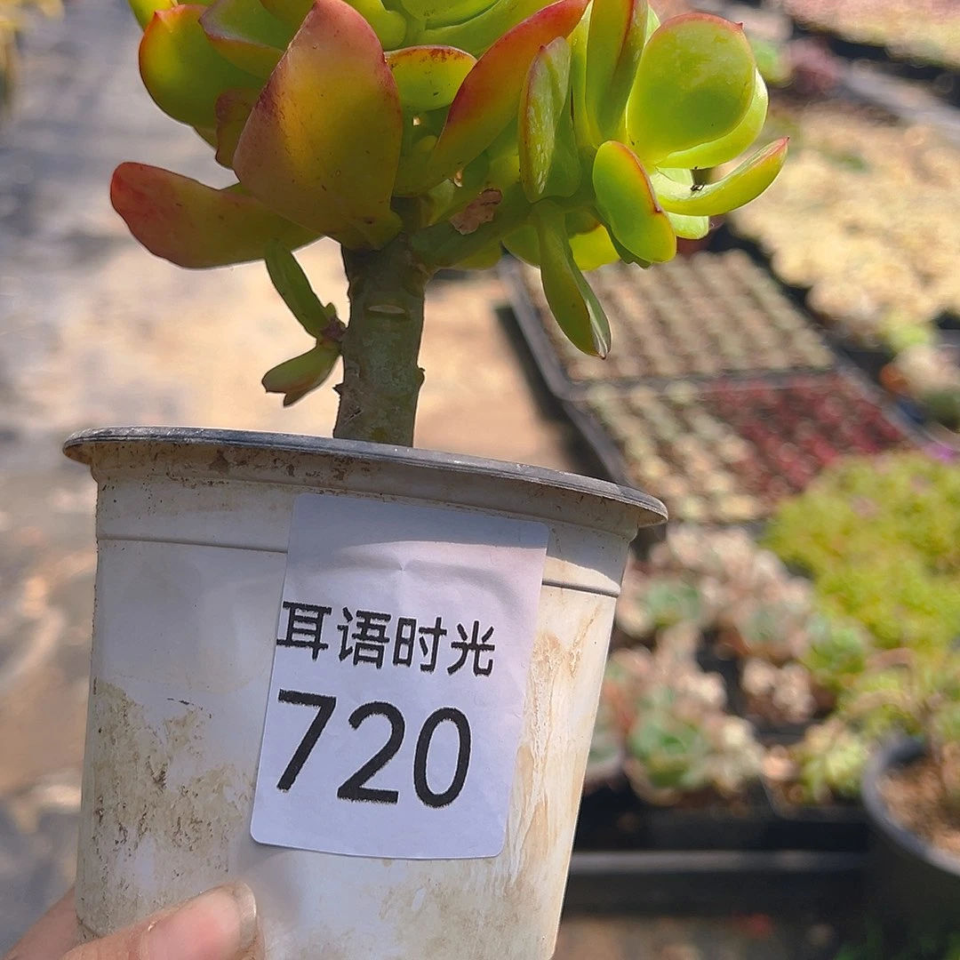 720，红梅棒棒糖，脱土发货