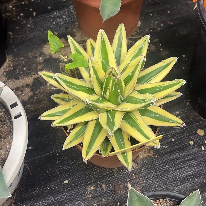 辉山锦龙舌兰系列
