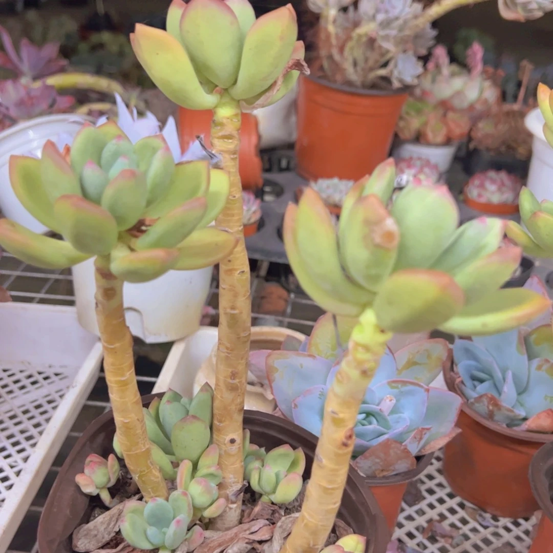 清新美人三头起发一盆