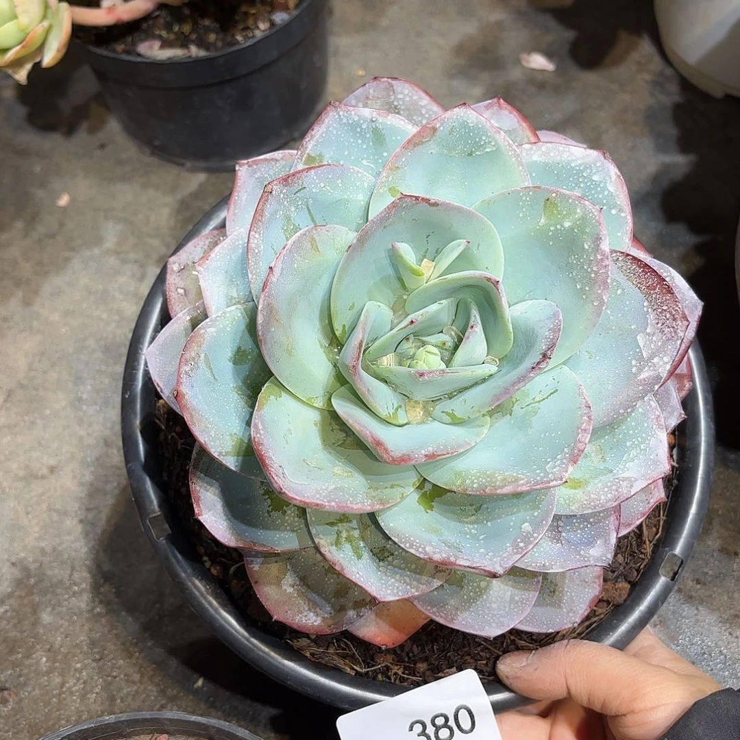 同温层多肉布鲁蓝380