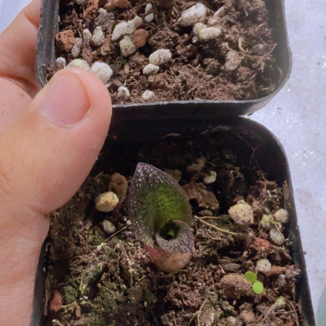 紫镜一颗福利多肉