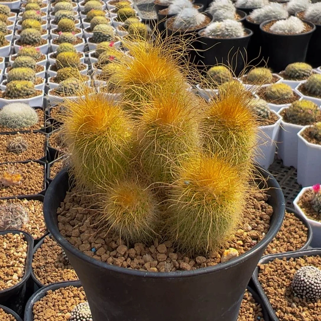 实生根金丝猴仙人球多肉植物带盆土