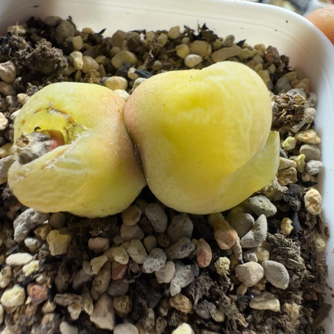 3544。双头O泡一颗