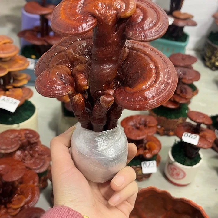 烟***云全部花朵8888888888888888