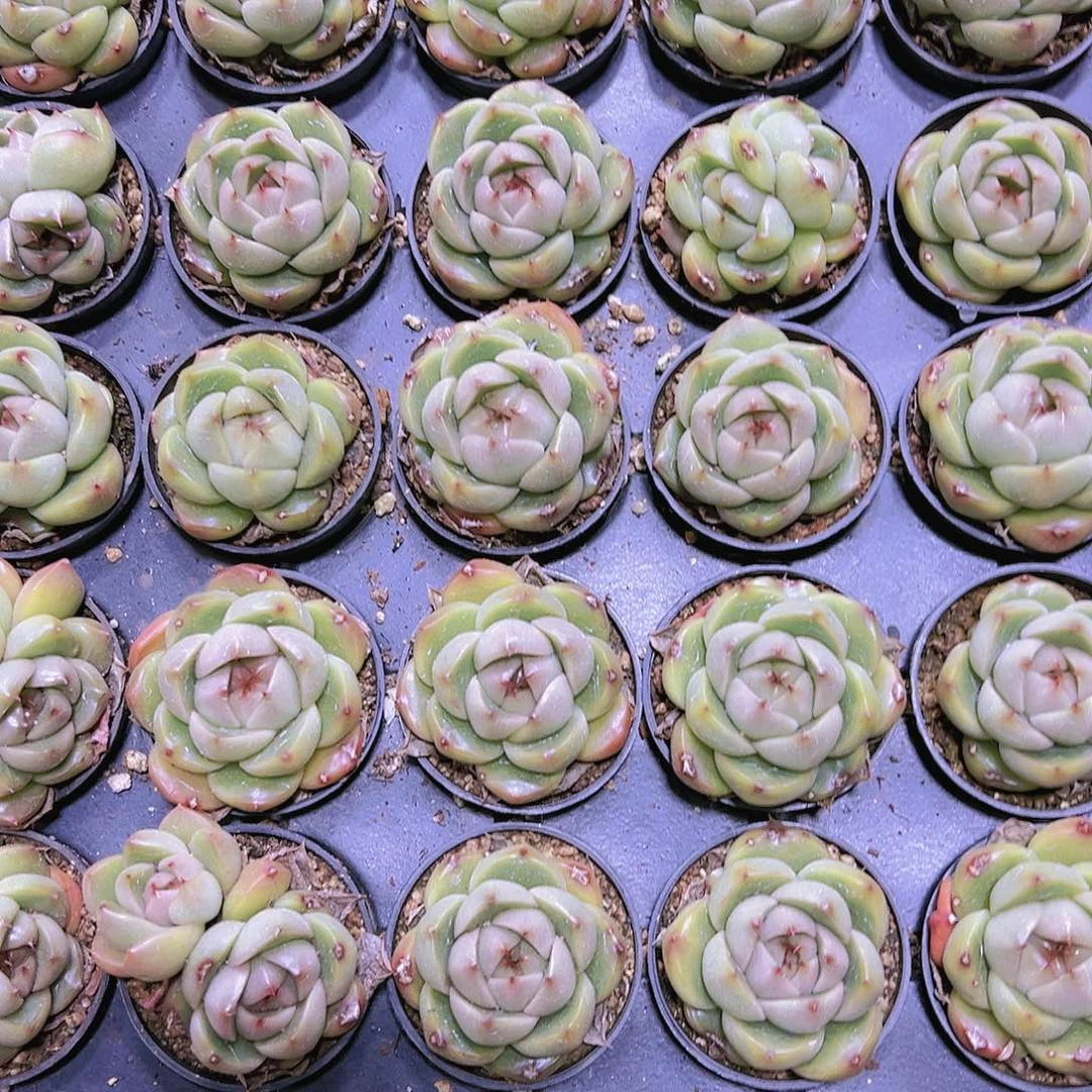 冰冰鬼珍妮19包邮