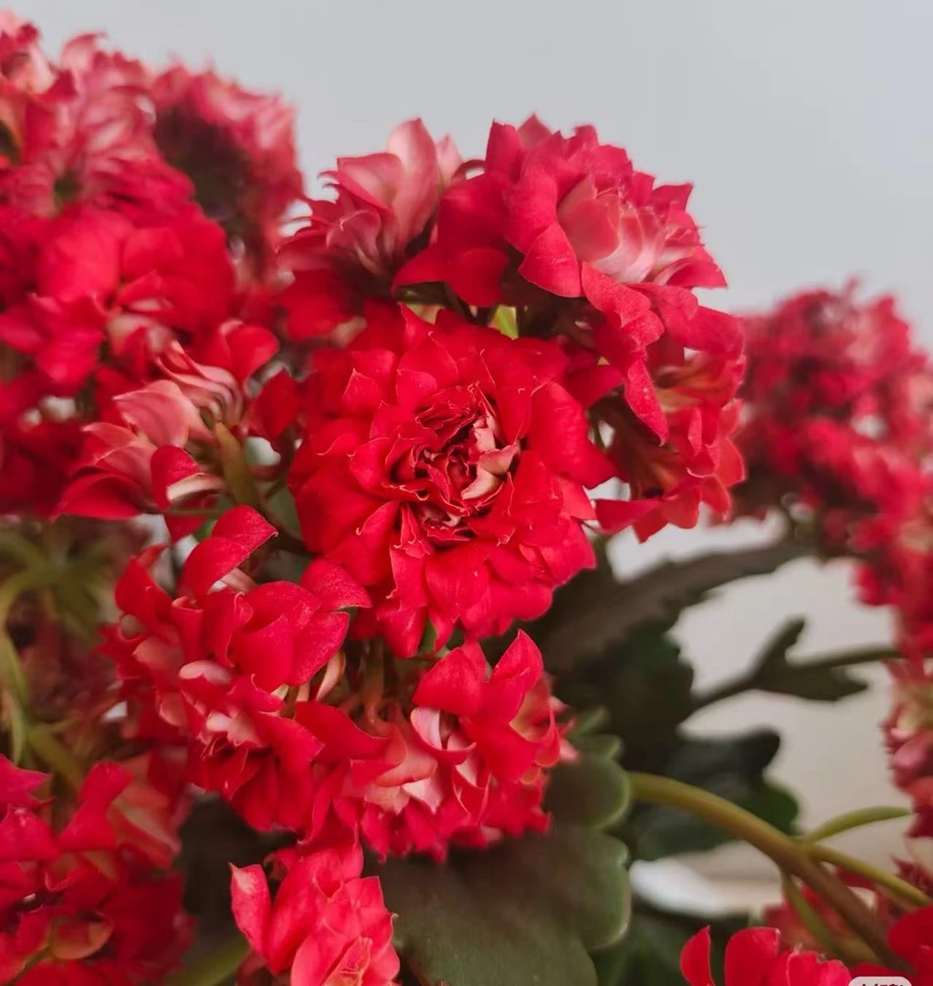 【红烛】  精品重瓣带花苞长寿花阳台室内花卉