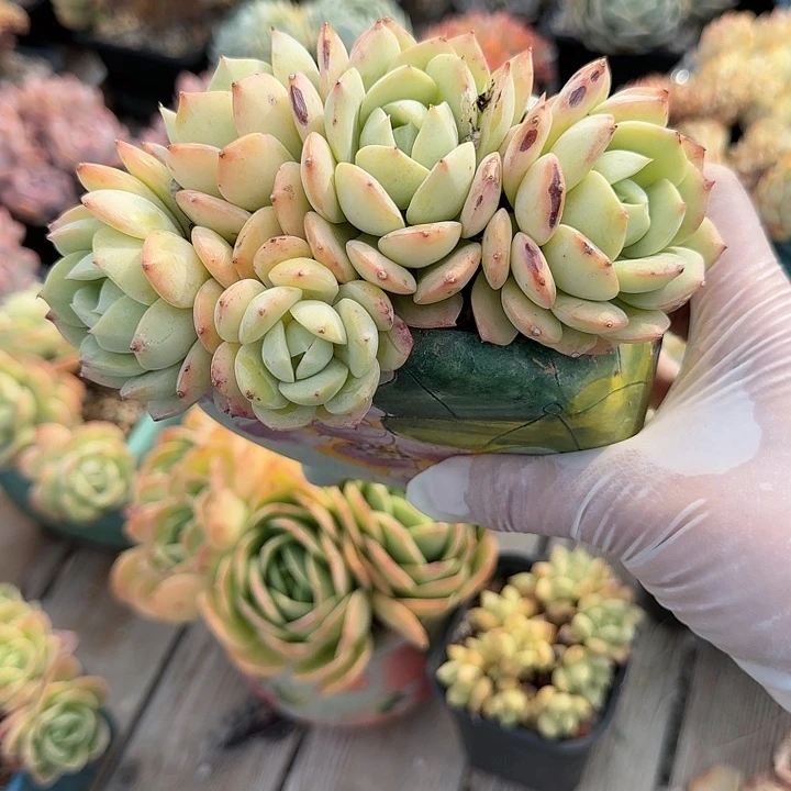 恋曲朵朵树精品包邮