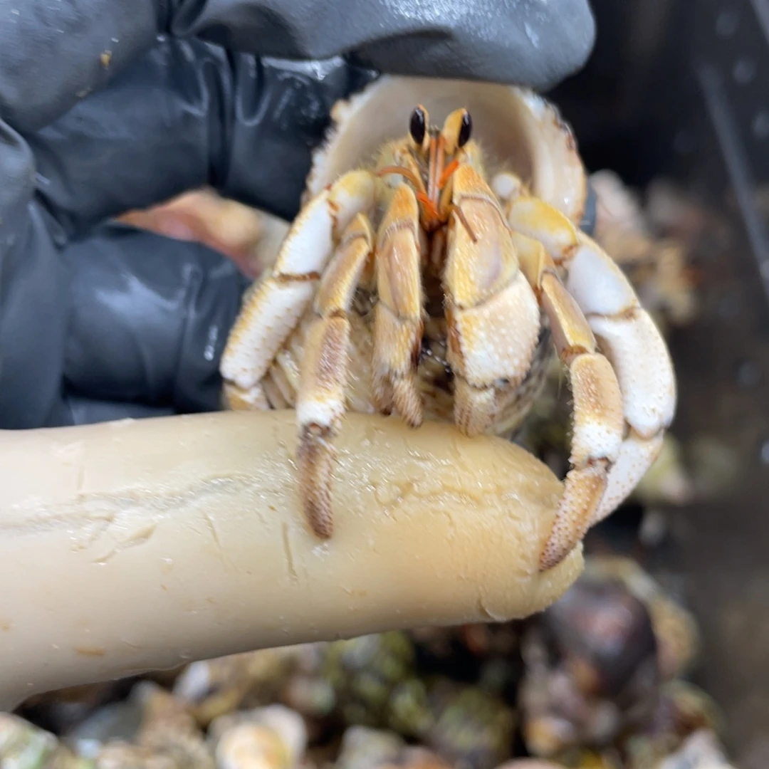 不退不换活体宠物161