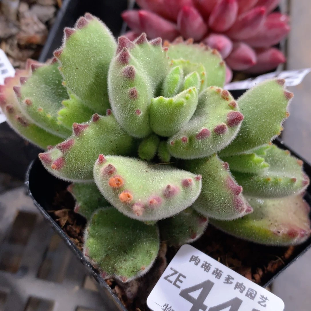 肉萌萌拇指盆精控多肉ZE443