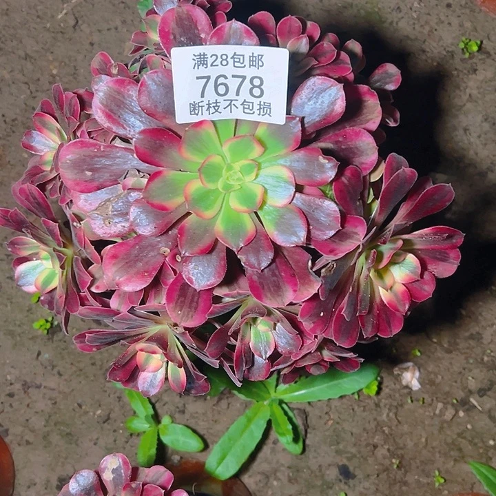 7678美杜莎多肉植物