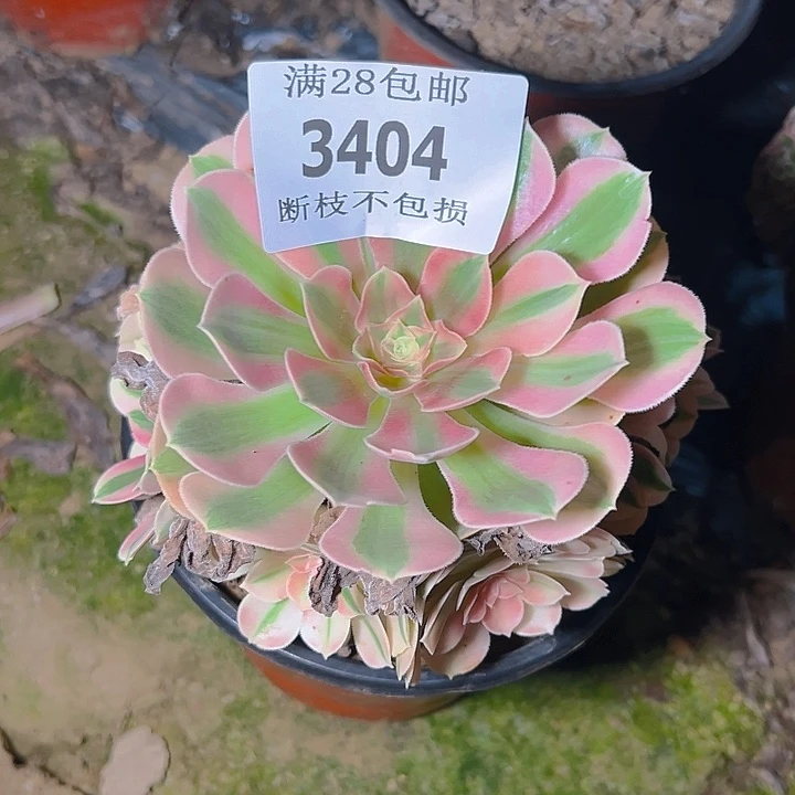 3404粉女巫多肉植物