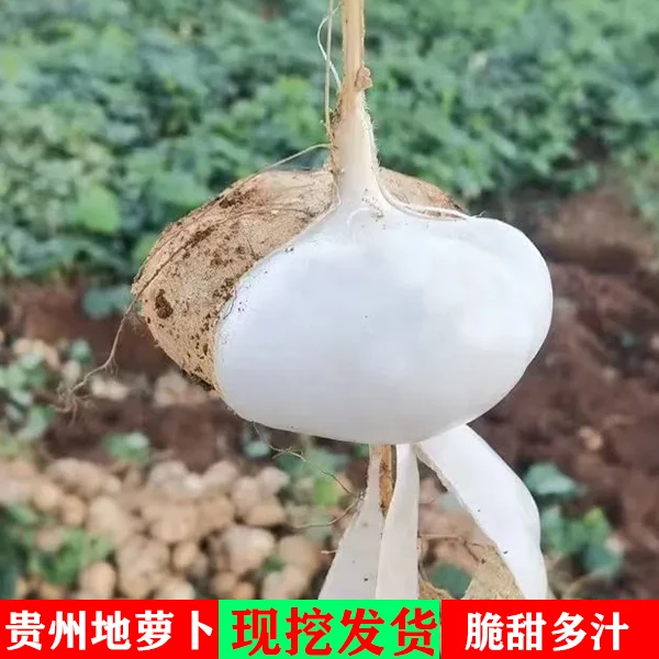 凉薯新鲜现挖贵州地萝卜农家白心地瓜脆甜白薯沙葛当季水果脆甜