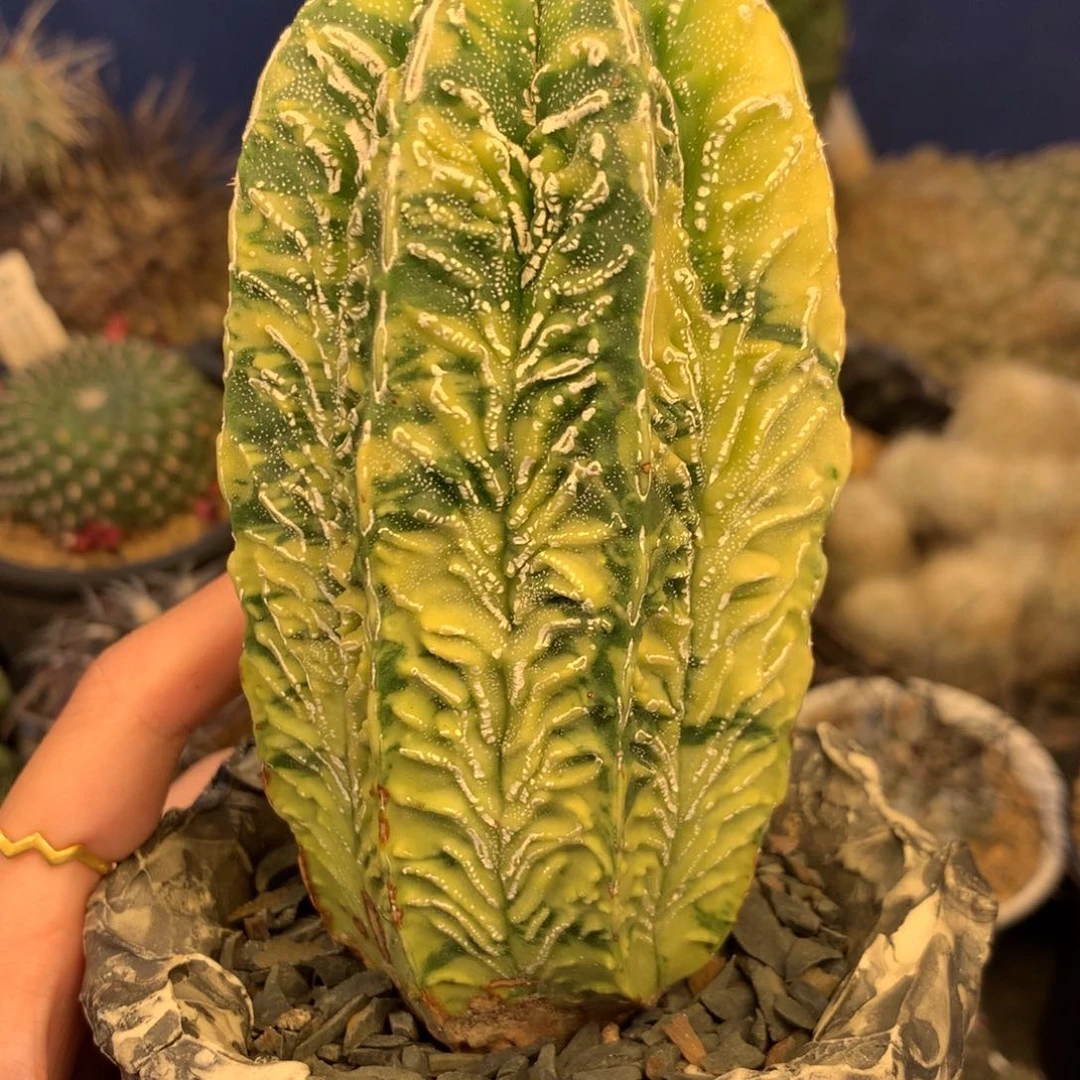 灼**光专拍一物一拍，裸根发不含盆