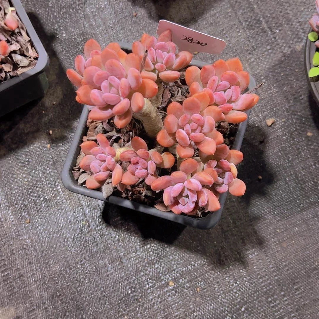 桃*2830灰姑娘68。。。