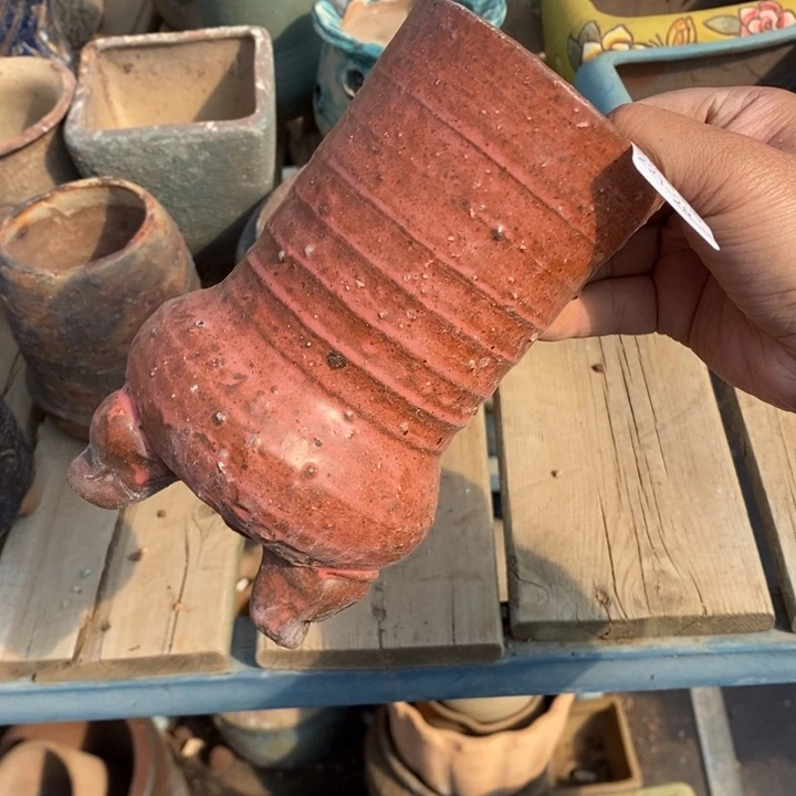 红陶奥**母28号多肉盆一个呀