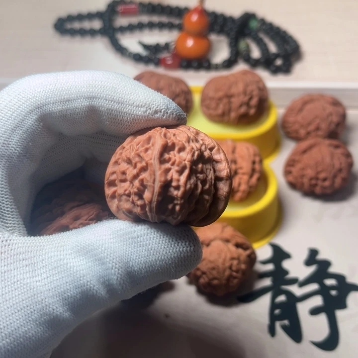 云***白狮子白狮子白狮子