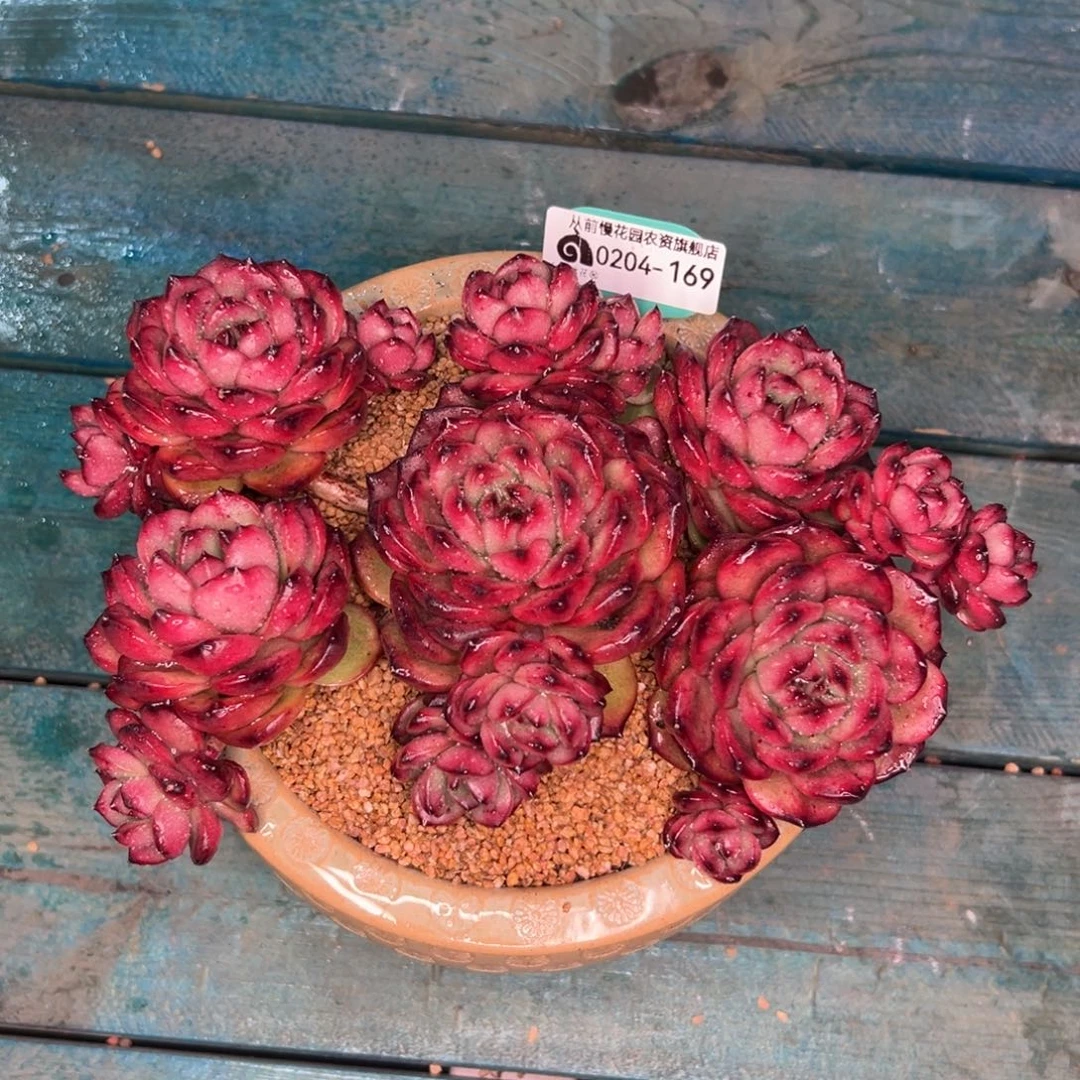 多肉一物一拍0204-169