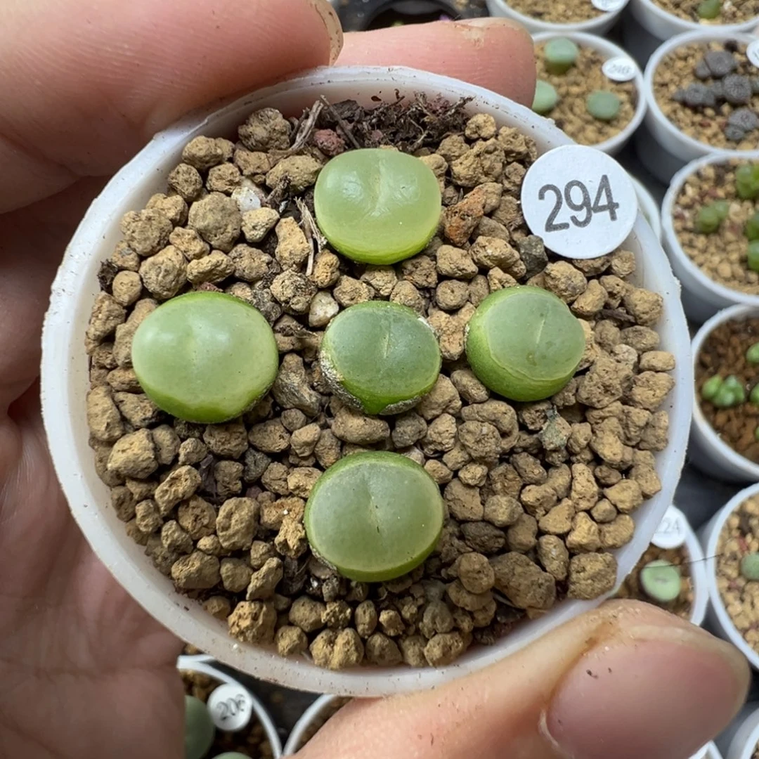 拉登一颗脱土2940000