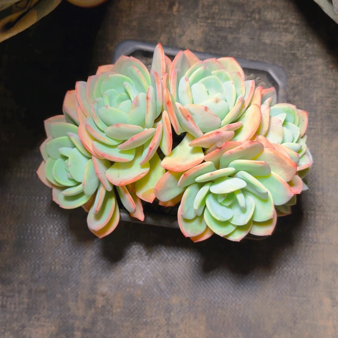 白月光树多肉1626273738