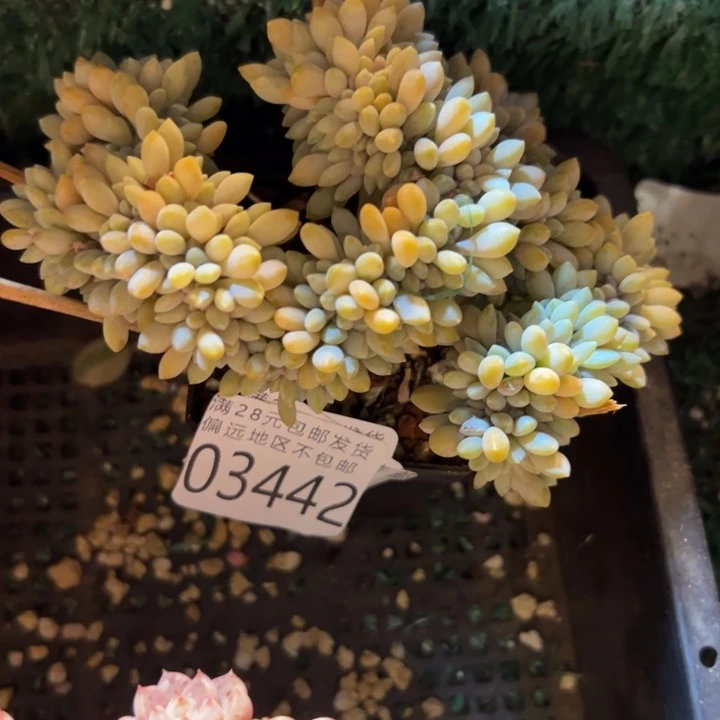 幸运的是我还在努力地