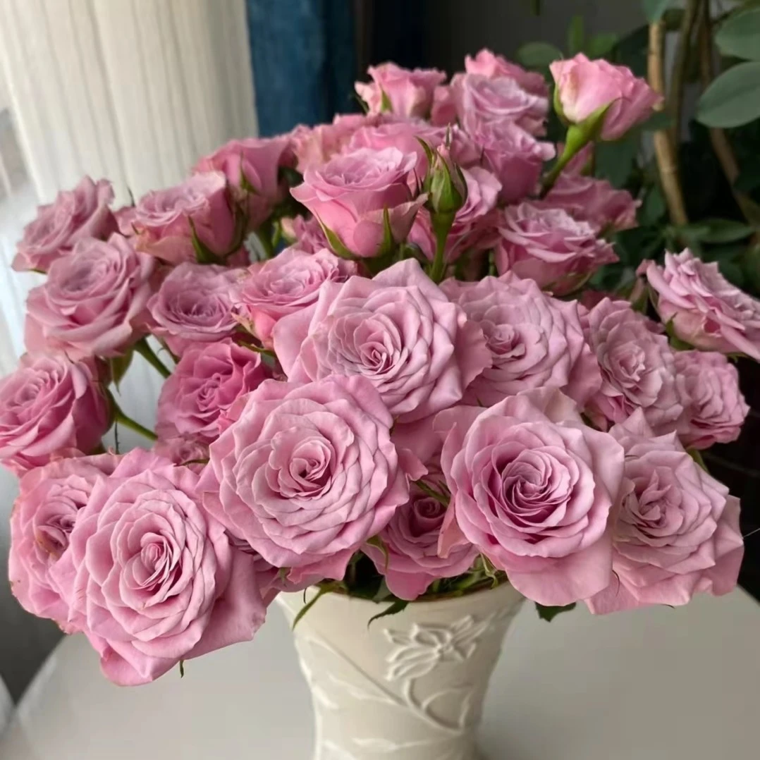 诺拉泡泡10支【全店任意满两件发顺丰京东】云南直发家用鲜花