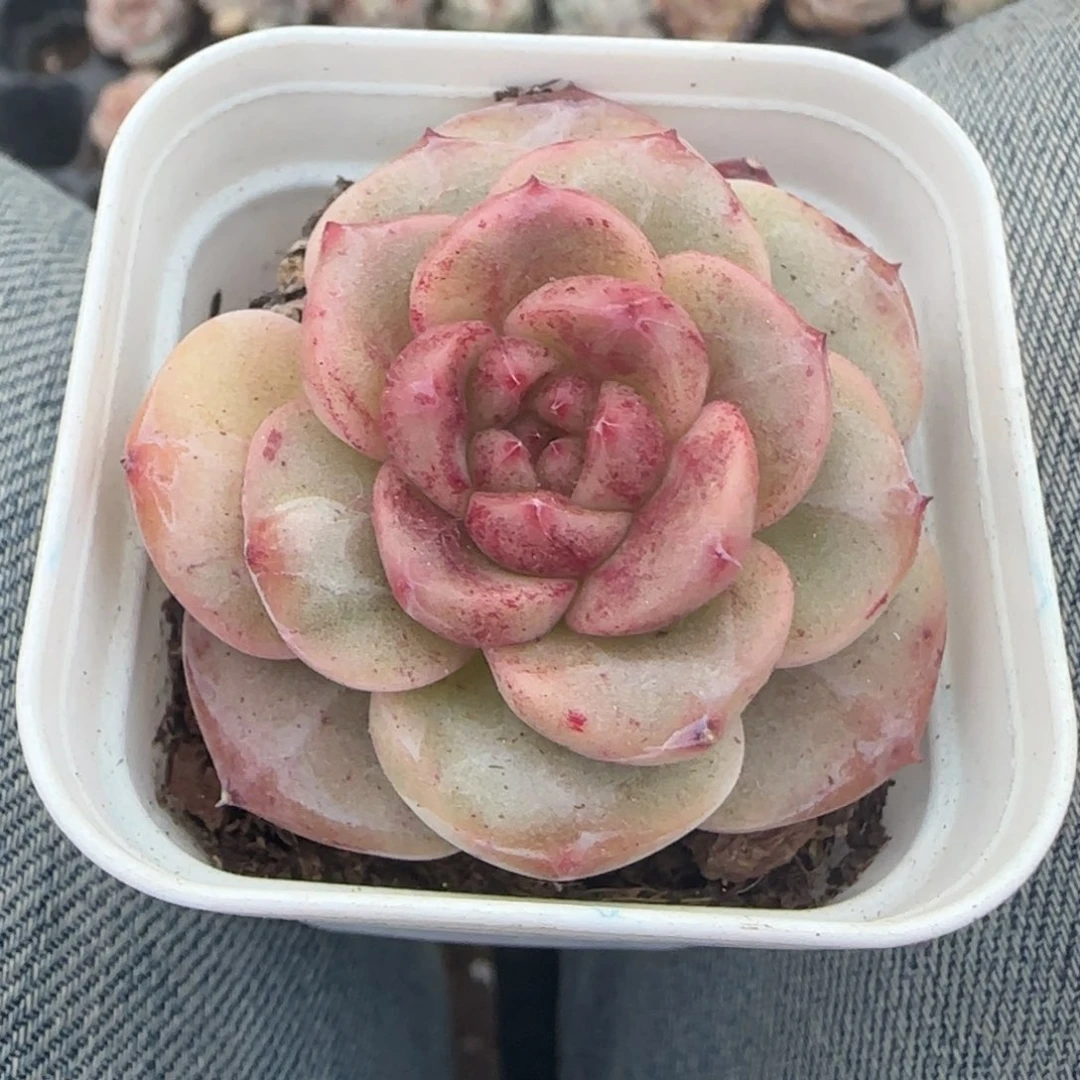 多肉小卡拉米糖心一物一拍