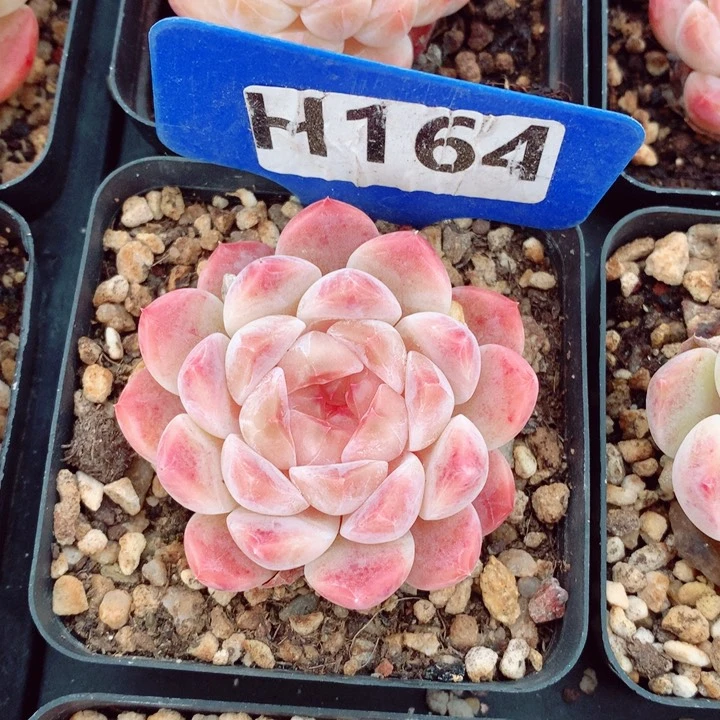 胭脂冰魄5.5cm多肉