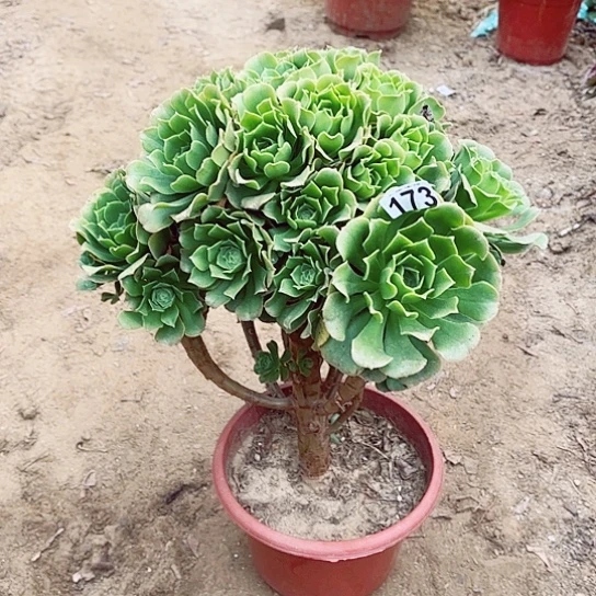 173绿羊绒老桩法师