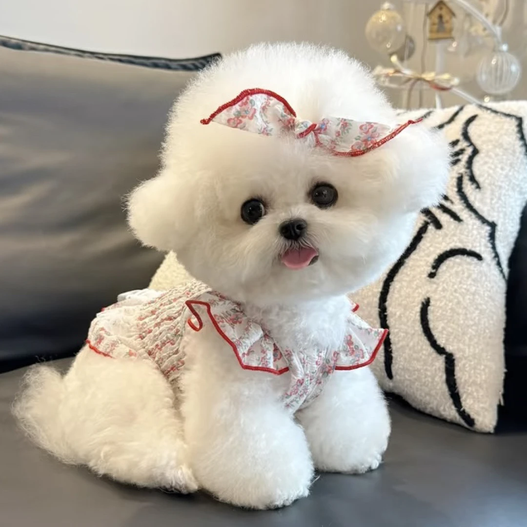 (小静家)活体幼犬直播挑选比熊泰迪泰迪熊马尔泰马尔比