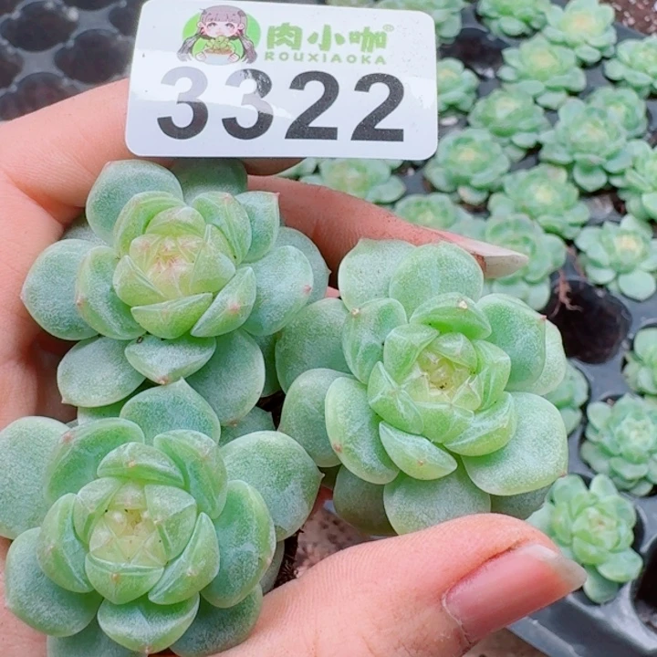 多肉植物多肉植物