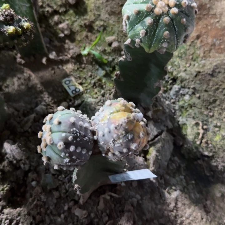 806两个苗接兜仙人球