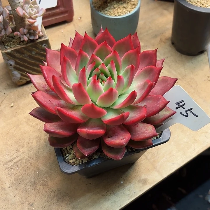 多肉植物，弗兰克45号