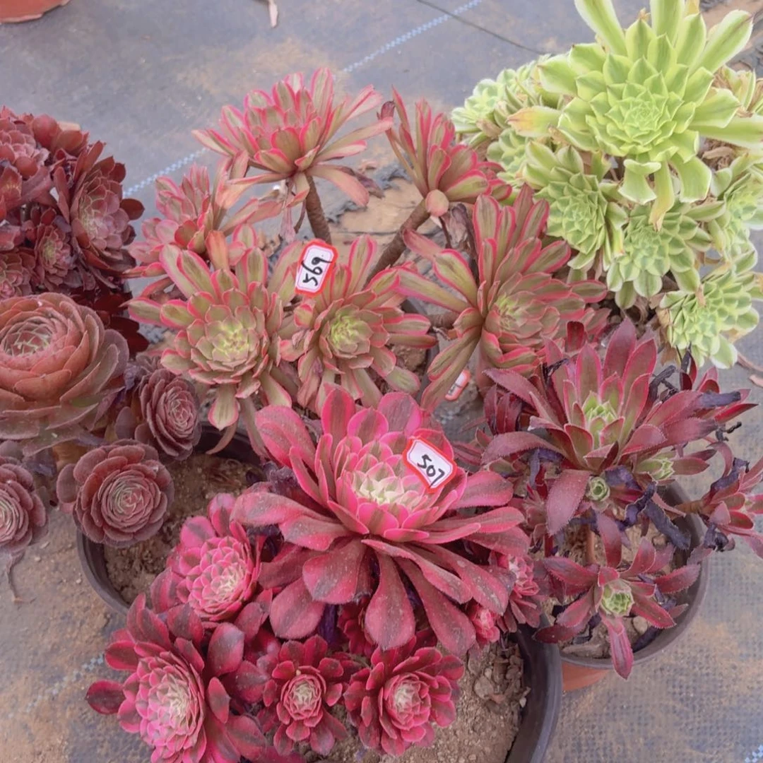 ?**?组合福利507法师多肉一物一拍