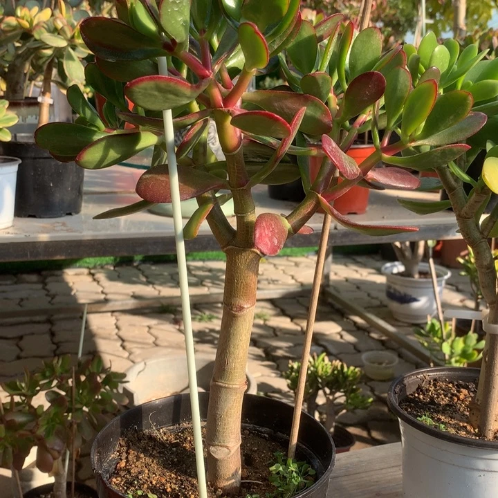 红*阳1057韩国紫叶脱土发