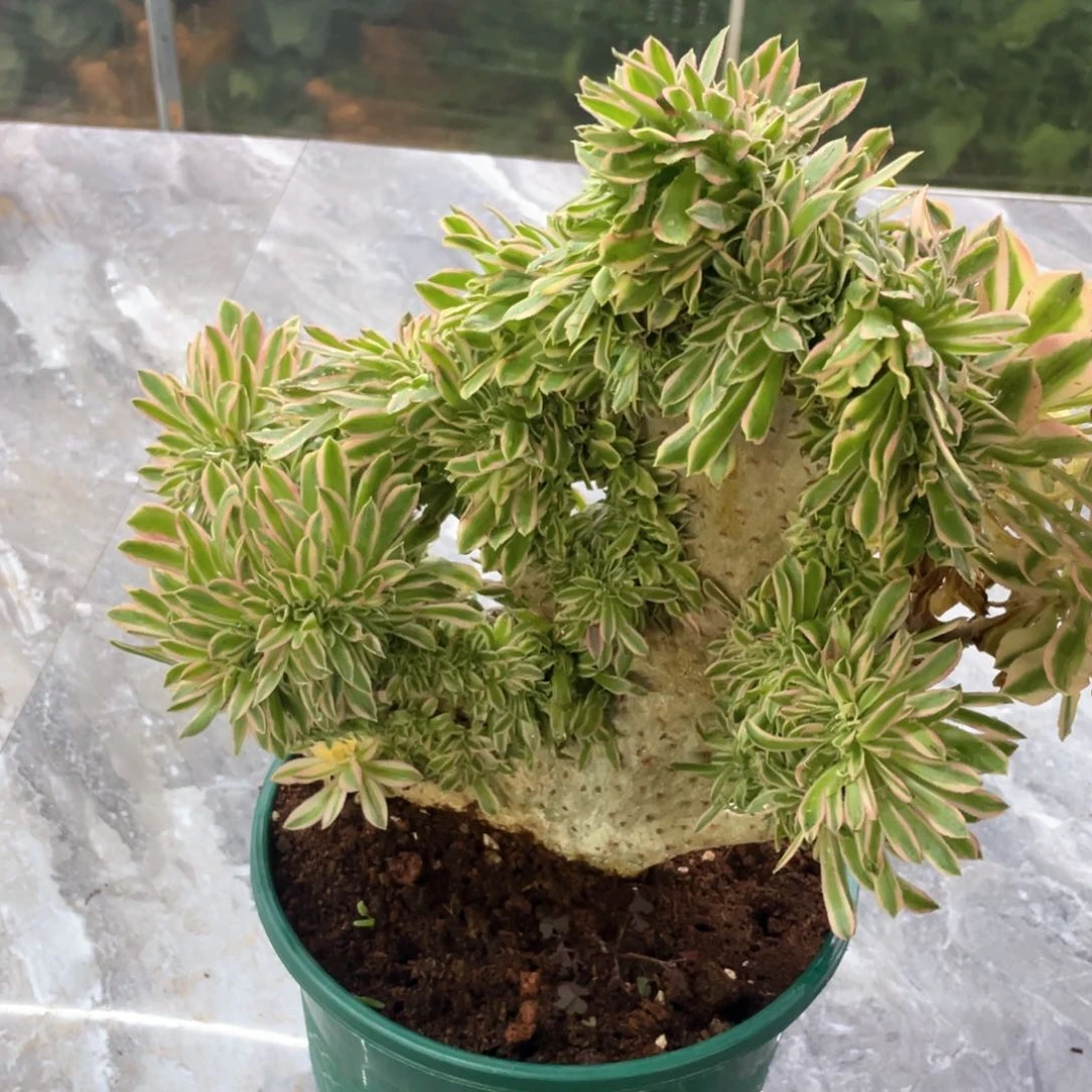 1*1夕颜缀化完美法师