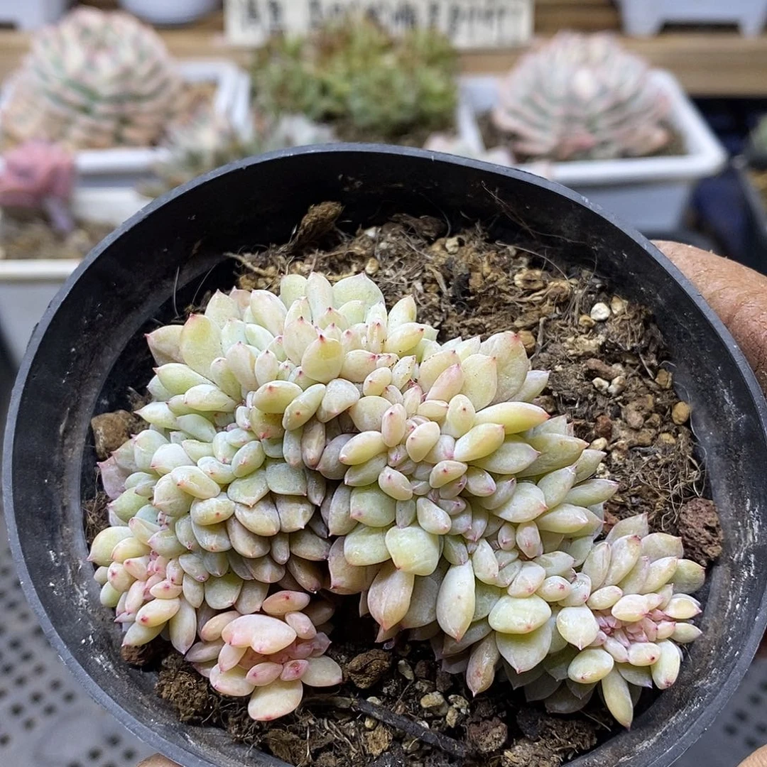 04152 橙梦露缀化