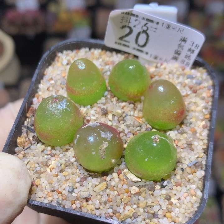 精品生石花26.20