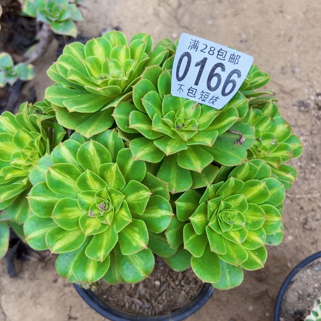 0166琉璃多肉植物法师