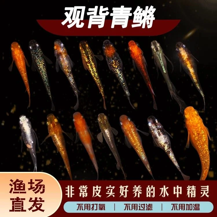 观背青鳉小型冷水观赏鱼不加温不加氧好养活活体