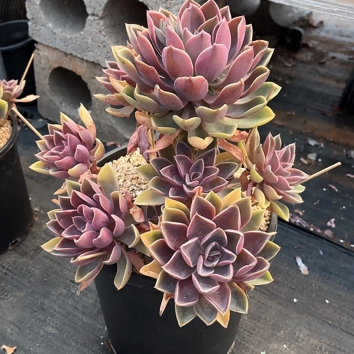 多肉植物，紫气东来