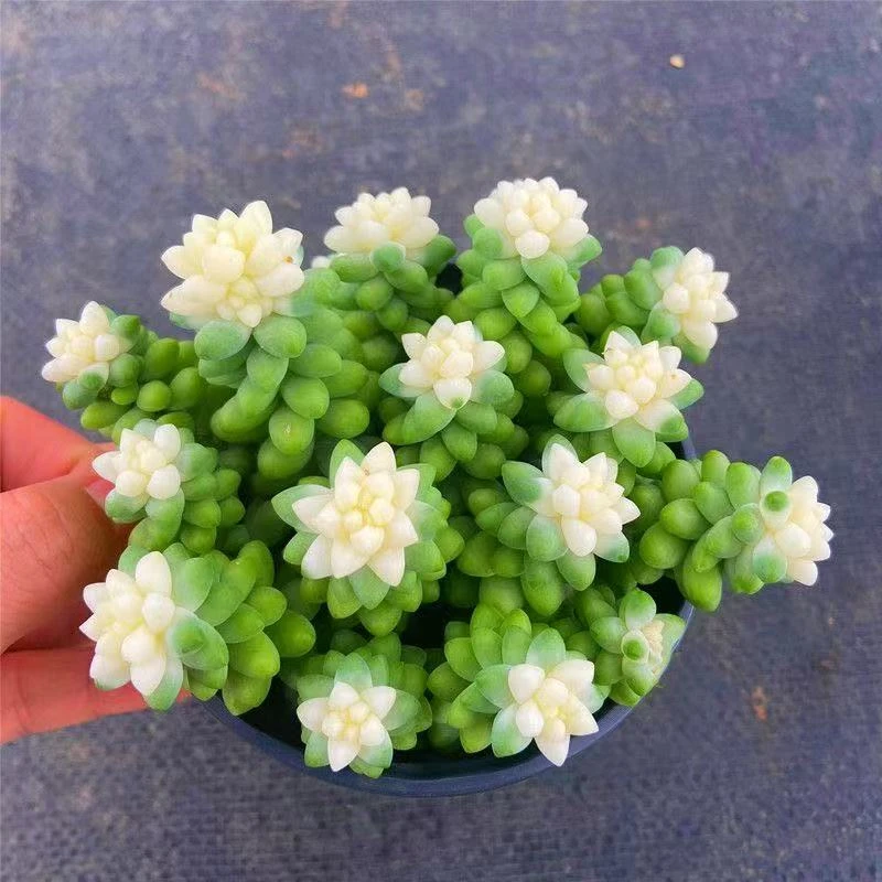 玉坠多肉大盆【满18包邮】