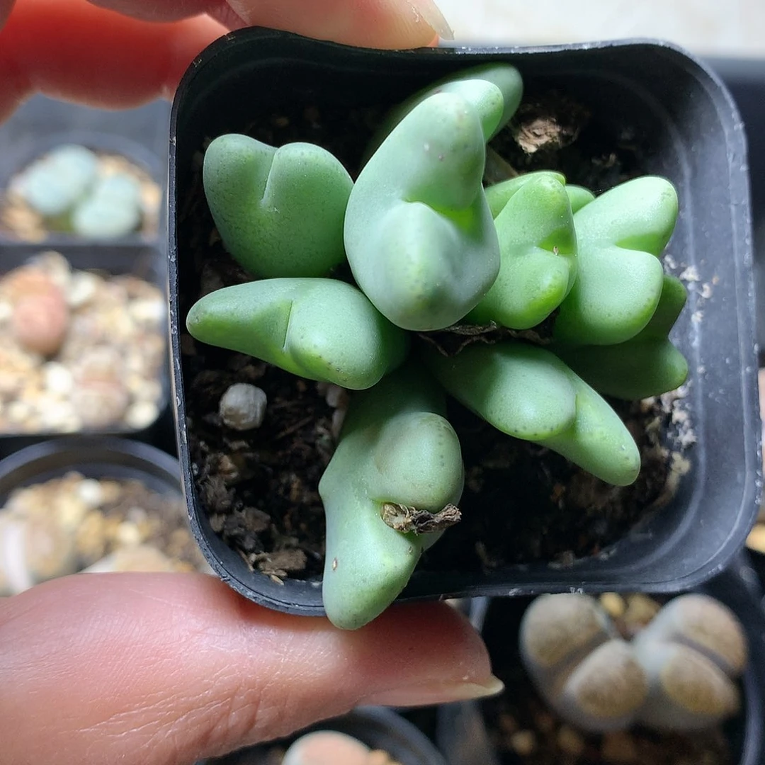 D19多肉植物保护