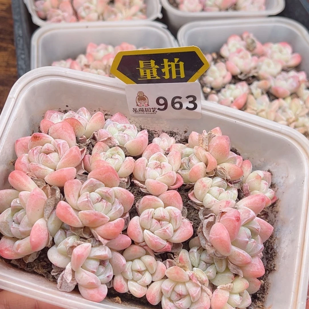 多肉植物多肉植物